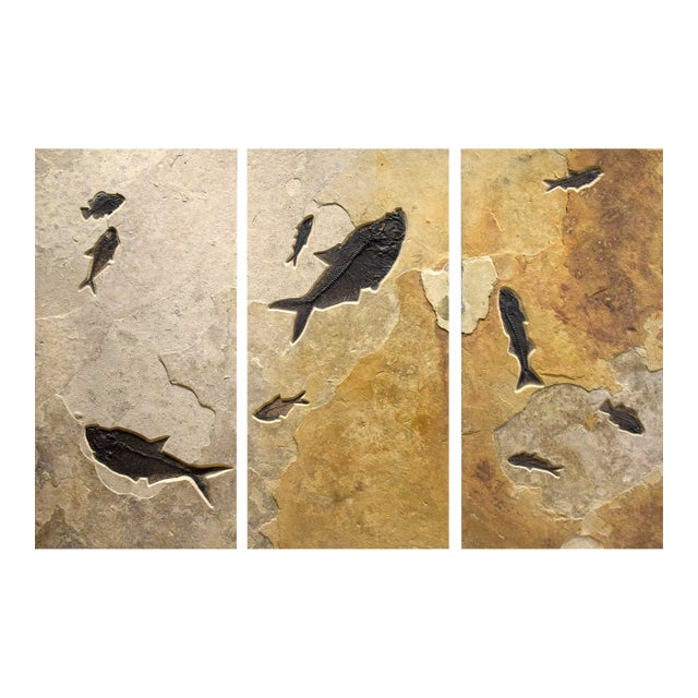 Fossil Fish Triptych 8006abc For Sale