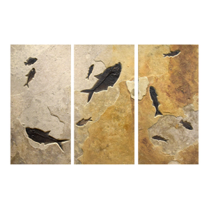 Fossil Fish Triptych 8006abc