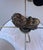 Pair of Uttermost Lamp Shades W/Lion Finial For Sale In Palm Springs - Image 6 of 6