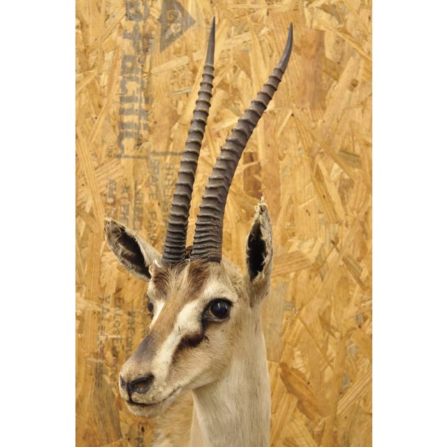 Vintage African Antelope Grant's Gazelle Horn Shoulder Mount Wall Taxidermy For Sale - Image 4 of 12