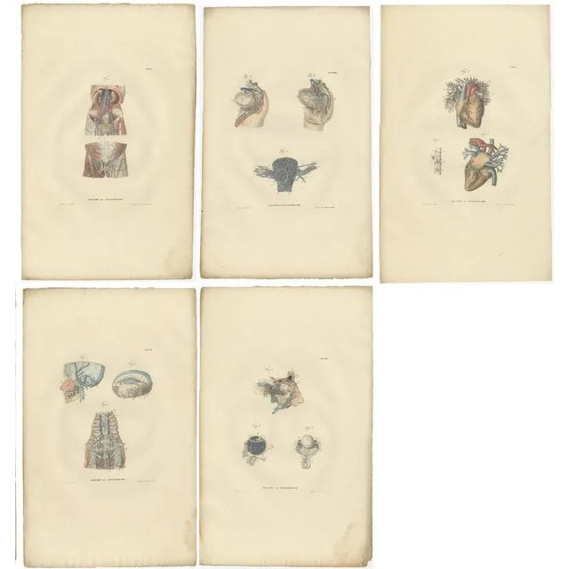 Anatomy Illustrations of Blood Vessels, 1839, Prints, Set of 18 For Sale - Image 3 of 5