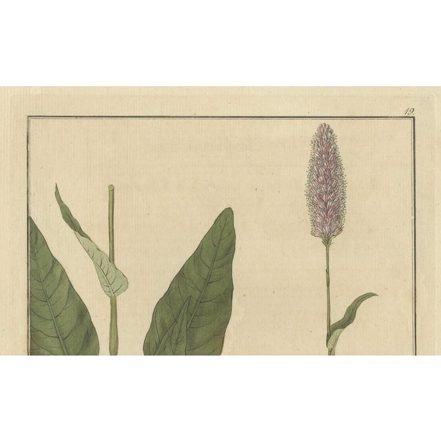 Guimpel, Botanical Study of Persicaria Bistorta or Common Bistort, 1822, Print For Sale - Image 4 of 6