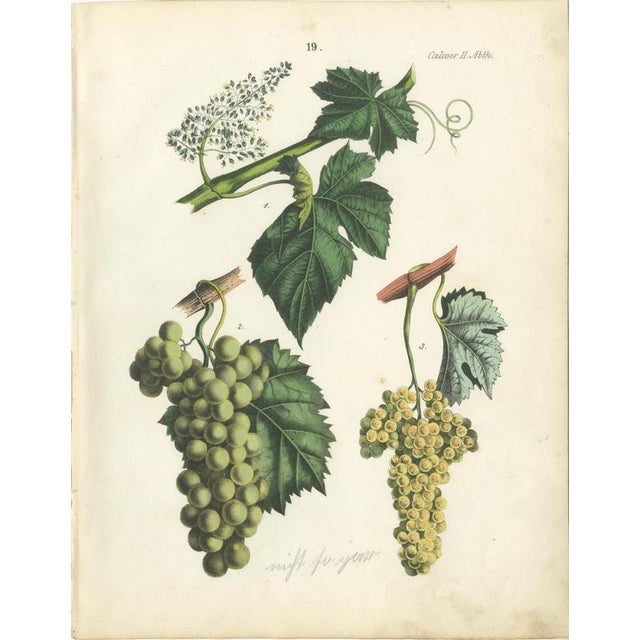 Dr. Calwer, Wine and Table Grapes, 1854, Chromolithographs on Paper, Set of 6 For Sale - Image 3 of 10