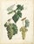 Dr. Calwer, Wine and Table Grapes, 1854, Chromolithographs on Paper, Set of 6 For Sale - Image 3 of 10