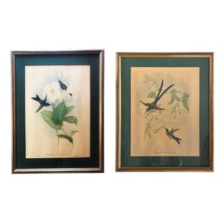 After W. Hart & HC Richter, Thalurania Refulgens and Hylonympha Macrocerca, 1800s, Hand-Colored Lithographs, Set of 2 For Sale