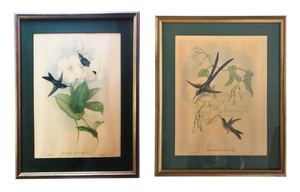 After W. Hart & HC Richter, Thalurania Refulgens and Hylonympha Macrocerca, 1800s, Hand-Colored Lithographs, Set of 2