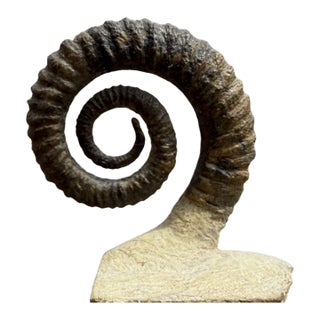 15th Century Large Spiral Ammonite Fossil Ram Horn Style Display Specimen on Matrix For Sale