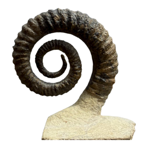 15th Century Large Spiral Ammonite Fossil Ram Horn Style Display Specimen on Matrix
