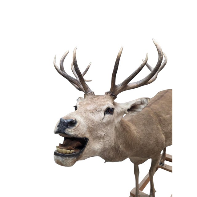 Antique 12-Point Whitetail Deer Full Body Mount For Sale - Image 4 of 8