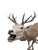 Antique 12-Point Whitetail Deer Full Body Mount For Sale - Image 4 of 8