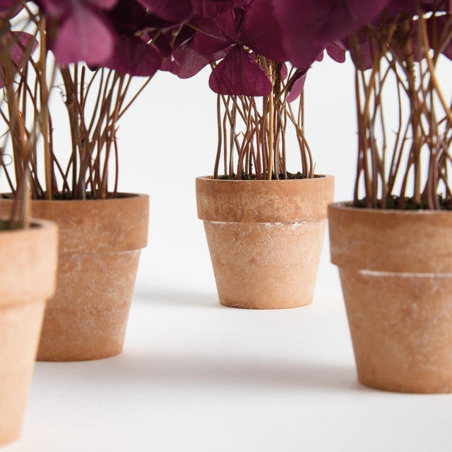 Kenneth Ludwig Chicago Mini Oxalis Potted Drop-In 7" St/4 For Sale - Image 4 of 4