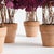 Kenneth Ludwig Chicago Mini Oxalis Potted Drop-In 7" St/4 For Sale - Image 4 of 4