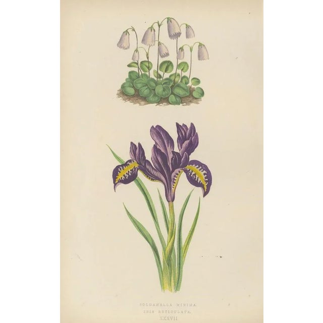 Iris and Pyrenean Dead-Nettle, 1874, Paper, Set of 2 For Sale - Image 3 of 10