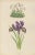 Iris and Pyrenean Dead-Nettle, 1874, Paper, Set of 2 For Sale - Image 3 of 10
