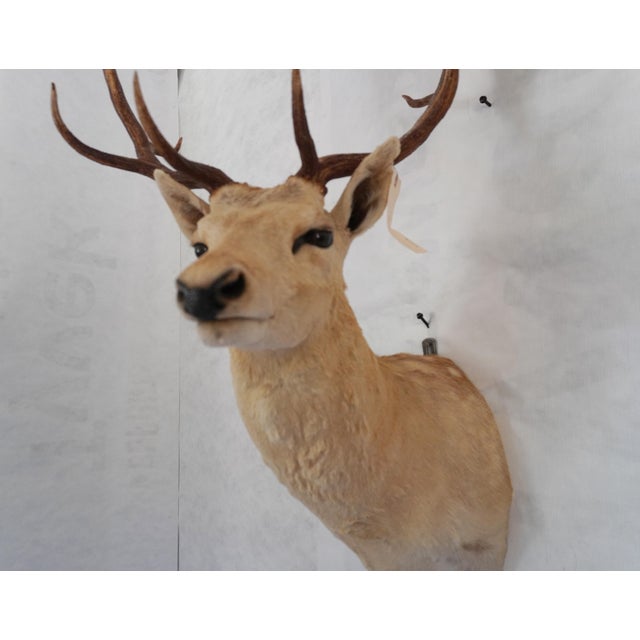 2000 - 2009 Leucistic Fallow Deer Head Bust Mount For Sale - Image 5 of 18