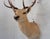 2000 - 2009 Leucistic Fallow Deer Head Bust Mount For Sale - Image 5 of 18