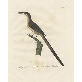 Levaillant, Illustration of a Cape Sugarbird, Promerops Cafer, 1810, Hand-Colored Print For Sale
