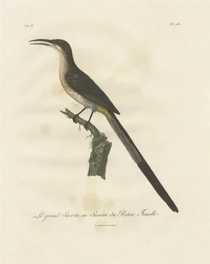 Levaillant, Illustration of a Cape Sugarbird, Promerops Cafer, 1810, Hand-Colored Print