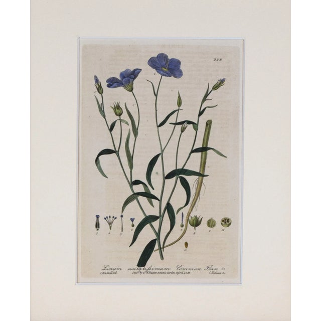 19th Century, hand colored botanical engraving published 1834-43, Oxford for "British Phaenogamous Botany; or, Figures and...