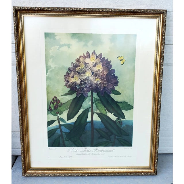 Vintage Set of Two Dr Robert John Thornton Botanical Prints, the Tulips & the Pontic Rhododendron For Sale - Image 9 of 12