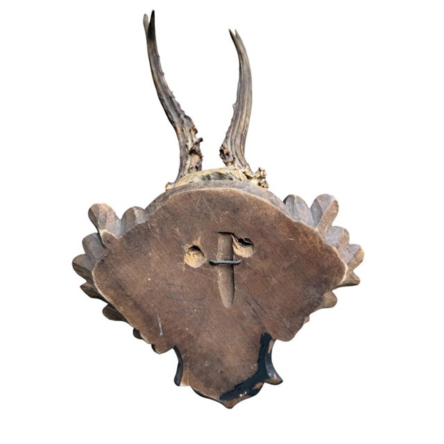 1900 - 1909 Roe Deer Trophy 218 Black Forest Antlers Mount For Sale - Image 5 of 5
