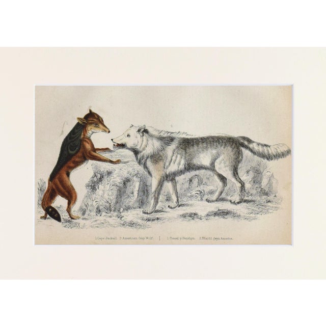 Rustic European 19th Century English Hand Colored Wolf Engraving by Goldsmith For Sale - Image 3 of 5