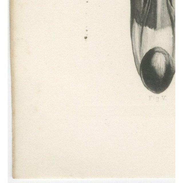 After Lilian Medland, Heads of the Wild Geese, 1909, Print For Sale - Image 9 of 12