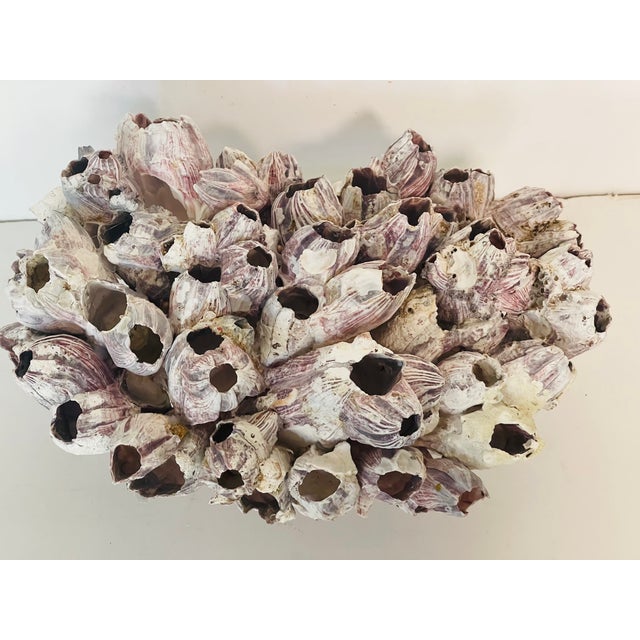 1970s Large Barnacles Cluster on Lucite Block Stand For Sale - Image 4 of 4