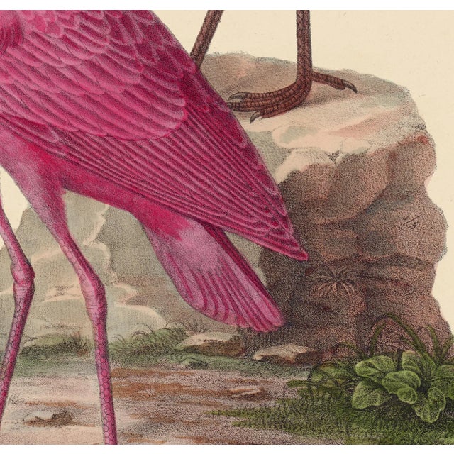 White and Rose Spoonbills Giclee Reproduction Print For Sale - Image 4 of 6