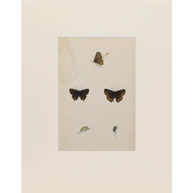 Hand colored butterfly lithograph showing different stages and sexes of a butterfly species from caterpillar to chrysalis...