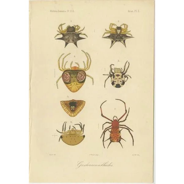 Antique print of gasteracantha spiders – sumatra c.1887 this detailed antique lithograph depicts various gasteracantha...