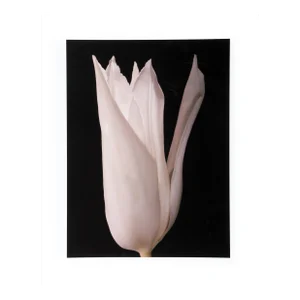 White Tulip, Jonathan Singer