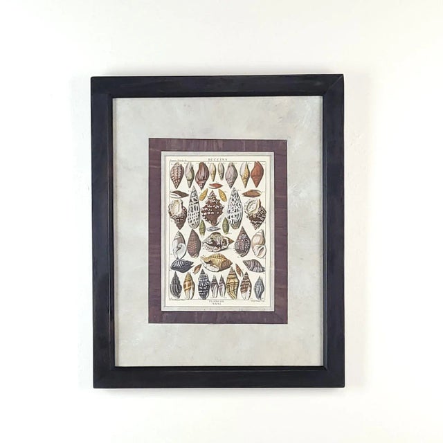 Set of Four 18th-Century Hand-Colored Shell Engravings For Sale - Image 4 of 9