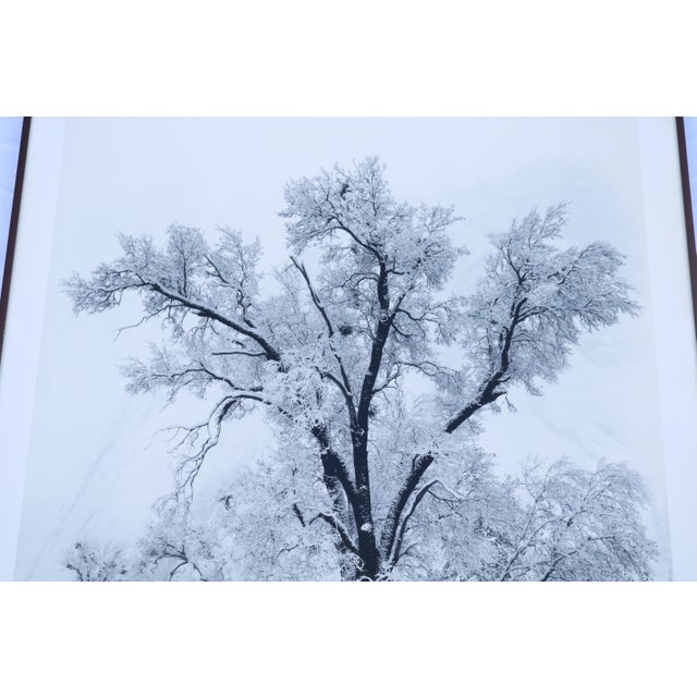 1948 Ansel Adams Oak Tree Snowstorm, Yosemite National Park Photograph Art Print For Sale - Image 12 of 18