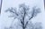 1948 Ansel Adams Oak Tree Snowstorm, Yosemite National Park Photograph Art Print For Sale - Image 12 of 18