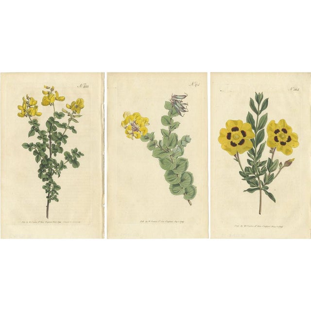 Curtis, Botany Illustrations of Common Cytisus, Borbonia, Cistus, 1794, Prints, Set of 3 For Sale - Image 6 of 6