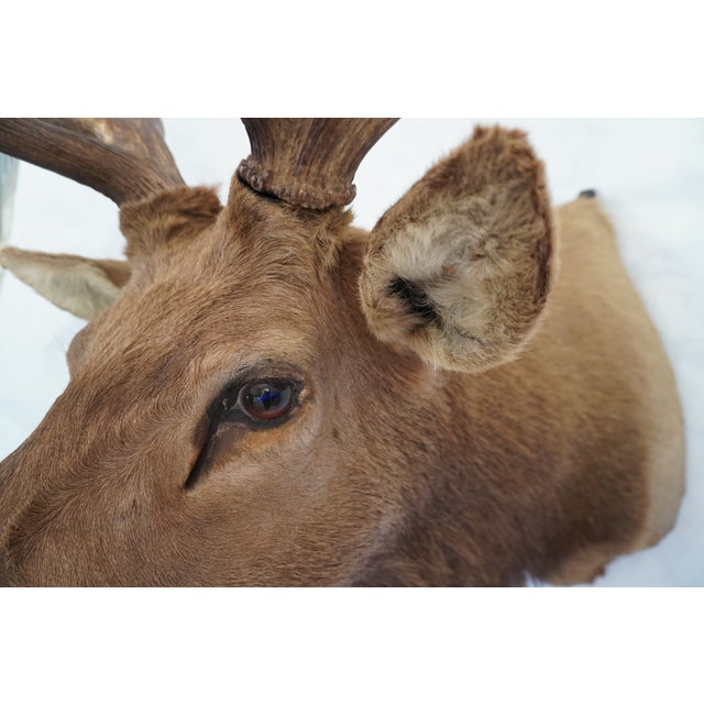 Elk Trophy Head Mount For Sale - Image 10 of 18