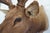 Elk Trophy Head Mount For Sale - Image 10 of 18
