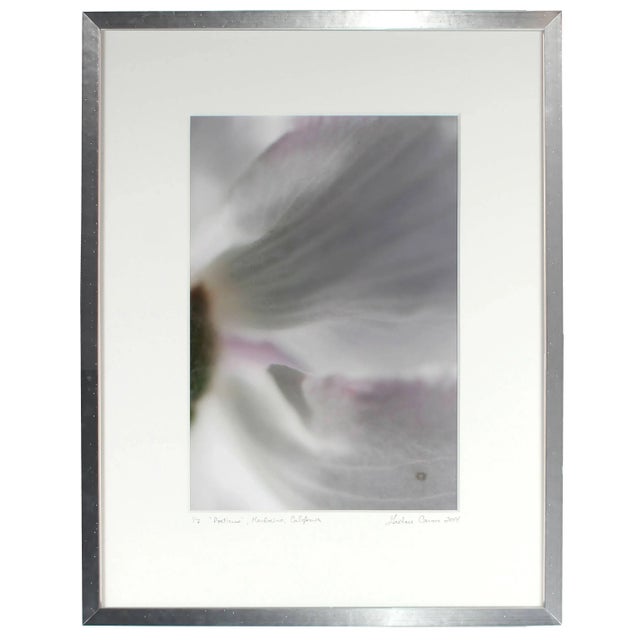 Contemporary Gaétan Caron "Poeticus" Mendocino Floral Still Life Photograph, 2014 2014 For Sale - Image 3 of 5