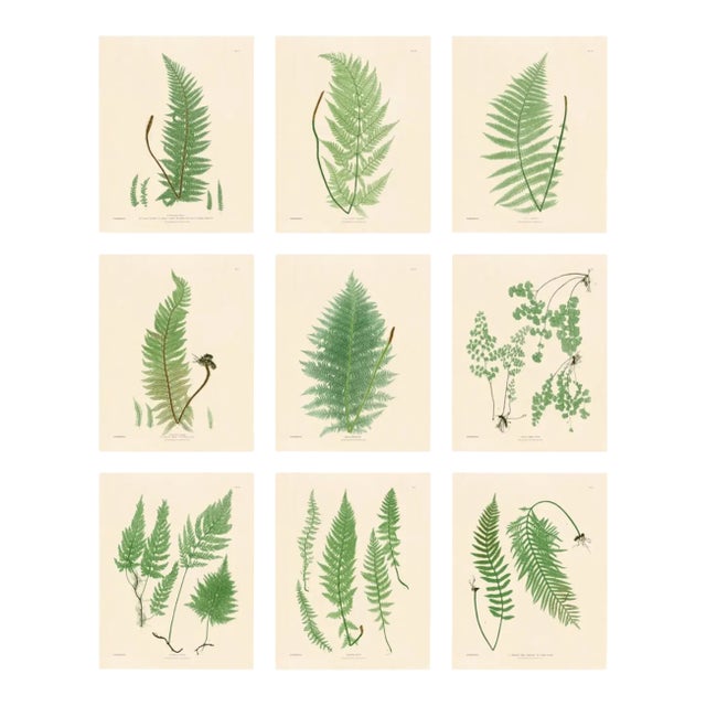 Botanical Ferns by Henry Bradbury- Plates 1-9 - Set of 9 For Sale