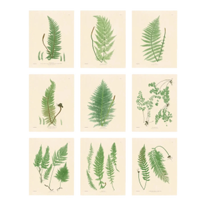 Botanical Ferns by Henry Bradbury- Plates 1-9 - Set of 9