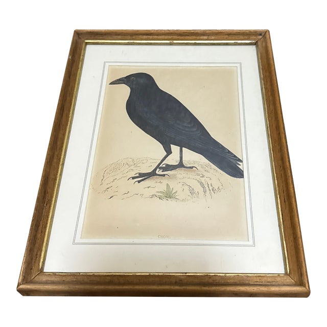 1970s Crow Illustration Print Framed Ornithology Wall Art For Sale