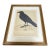 1970s Crow Illustration Print Framed Ornithology Wall Art For Sale