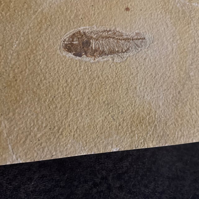 Fossil Plated Fish - Diplomystus - Preserved on a Limestone Slab For Sale In New Orleans - Image 6 of 6