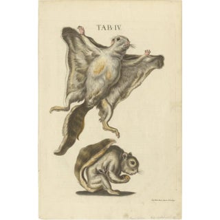 Seligmann, Flying Squirrels, 1762, Original Hand-Colored Engraving For Sale