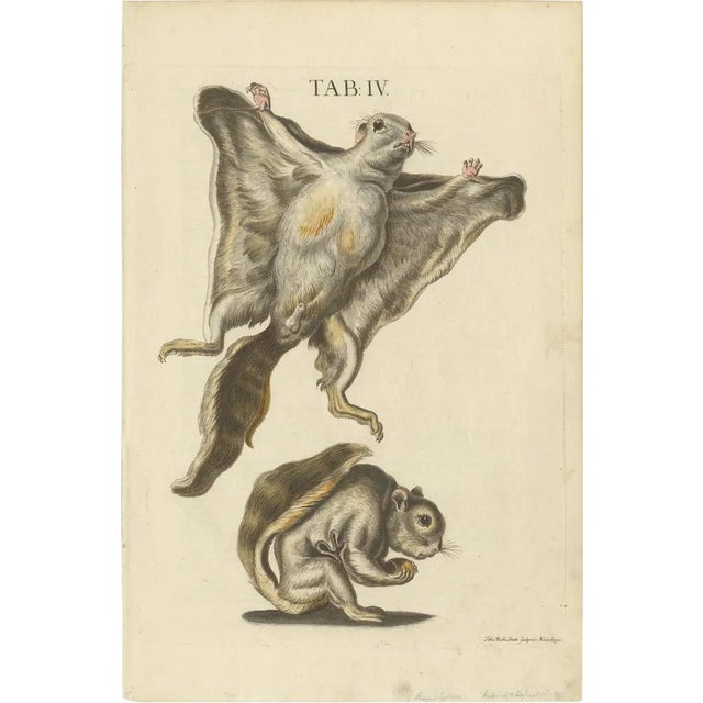 Seligmann, Flying Squirrels, 1762, Original Hand-Colored Engraving For Sale