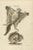 Seligmann, Flying Squirrels, 1762, Original Hand-Colored Engraving For Sale