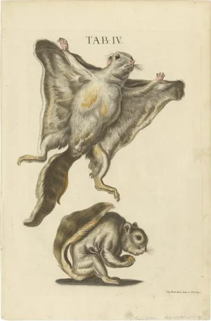 Seligmann, Flying Squirrels, 1762, Original Hand-Colored Engraving