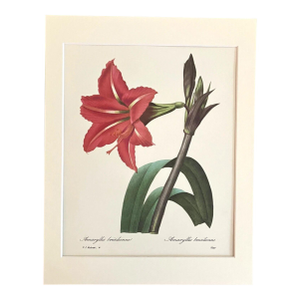Vintage Pierre-Joseph Redouté Print in 11x14 Mat -"Amaryllis Brésilienne", EUC
