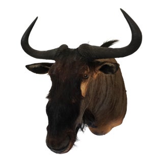 Wildebeest Mount Head Bust For Sale